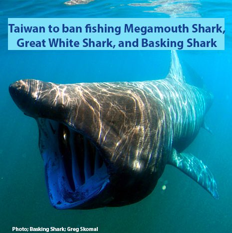 Taiwan bans fishing the rarely spotted Megamouth Shark, Great White shark and Basking shark! Of the 226 Megamouths ever recorded, 146 have been caught in Taiwan...The ban applies to all Taiwanese fishing boats, regardless of where they fish
#Sharkwater
#RobStewart
#SavingSharks