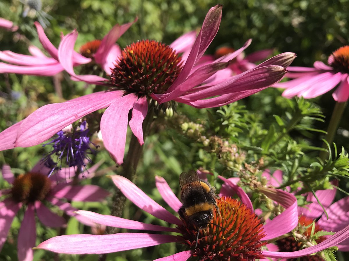 TheGreenJeanie's tweet photo. Another great #beeplant #echinacea the flowers are a dinner plate packed lots of tiny tubes packed with #pollen & #nectar. #beebuffet #beediner #beefood. Accessible food is essential for our precious #pollinators. #bees https://t.co/tyJr3oHJQM