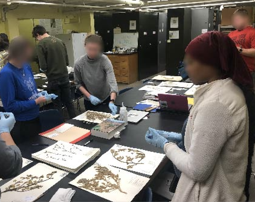 Students got hands-on experience with herbarium specimens collected 50+ years ago. They chose from a set of proposed focal taxa.  #Botany2020