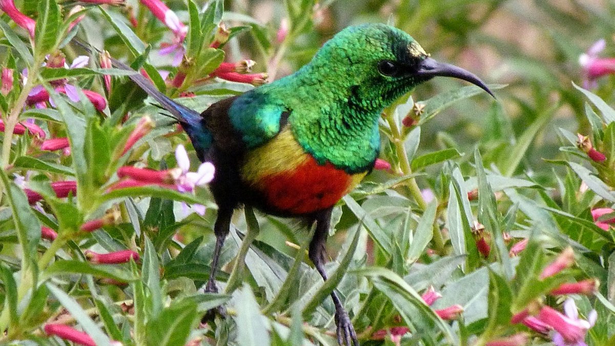 I've been working on the  @UniOfYork's biology MOOC this week  https://www.futurelearn.com/admin/courses/the-biology-of-bugs-brains-and-beasts/2 & someone raised the excellent question of why do we do  #conservation anyway? So my answer is today's  #BirdsAtTea: the Beautiful Sunbird. Surely, such beauty deserves protection? 1/6  #ornithology