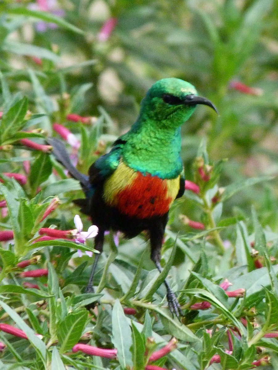 I am unashamedly of the opinion that conservation is a moral obligation. Whether you believe all life has intrinsic value, or that value comes from reflecting the works of a creator God doesn't matter to me: I believe the world is better with Beautiful Sunbirds and their ilk. 2/6