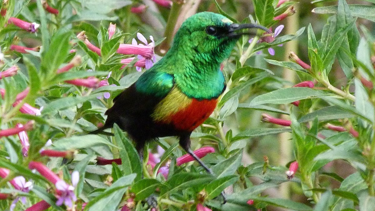 Many conservationists are like me in this respect, but conservation has developed a rather dishonest tendency to justify itself solely based on arguments of economic value. Certainly, biodiversity often has significant monetary value, but that isn't my primary motivation. 3/6