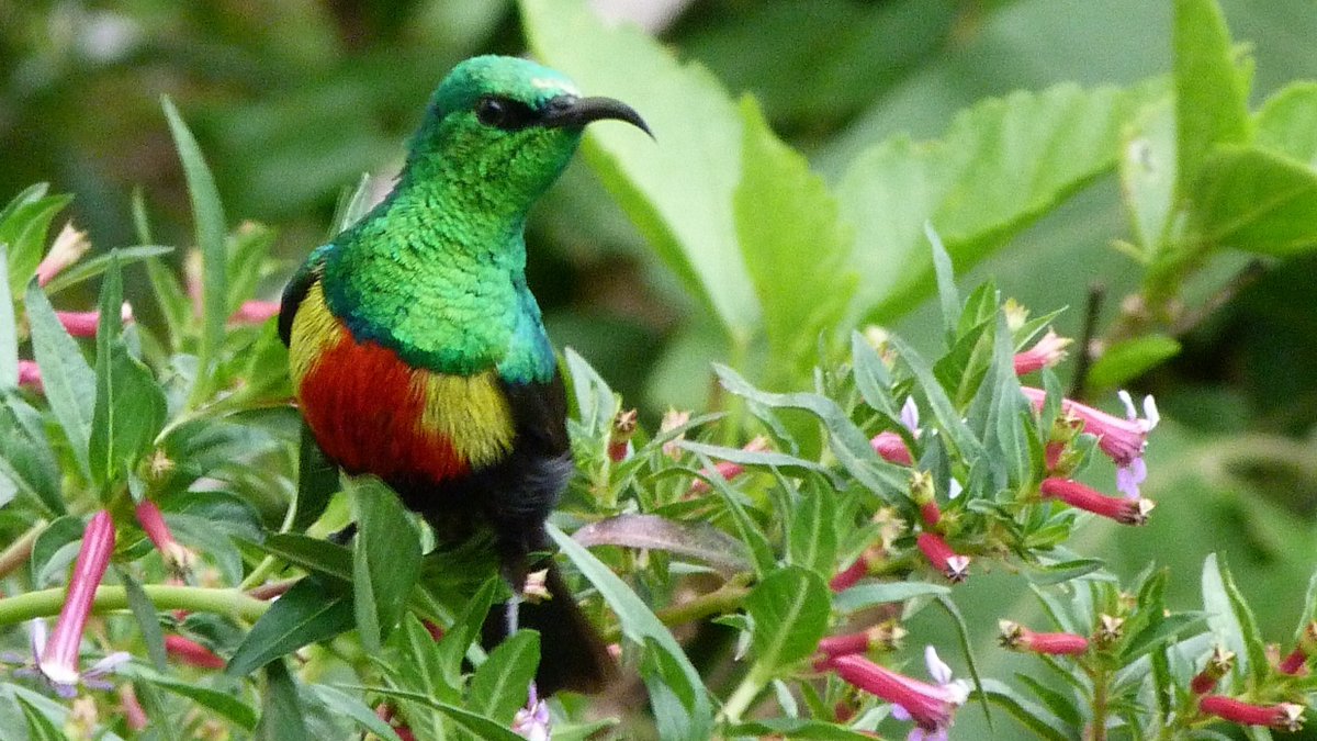 So this is why  #conservation often turns to $$: practically speaking, if Beautiful Sunbirds are worth more alive than dead, they may stand a better chance of surviving. Is the question then how many do we need? Or who really owns biodiversity? Any thoughts welcome! 6/6  #birds