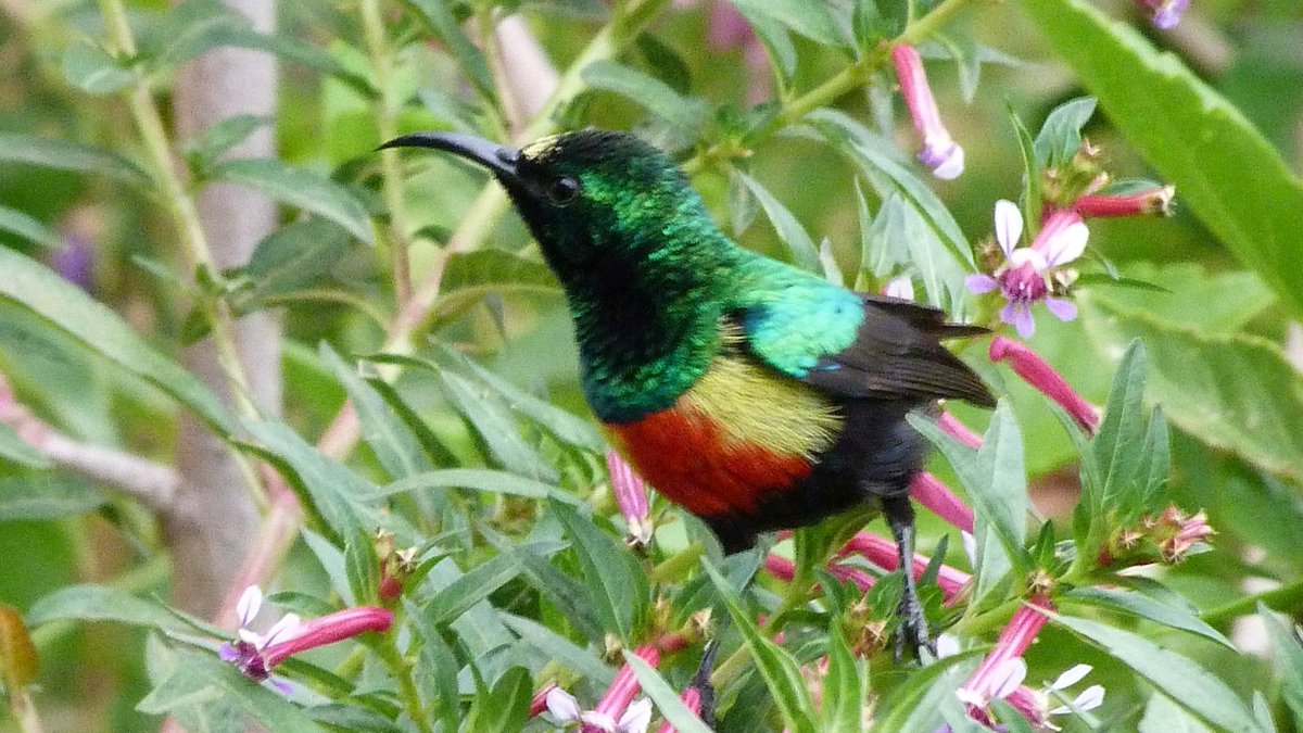 Monetary value comes directly from, eg ecotourism, or indirectly from the costs we'd have to pay to replace the role of an ecosystem in, eg purifying water, or cleaning air for us. But this is a risky basis for conservation: what if artificial water purification gets cheaper? 4/6