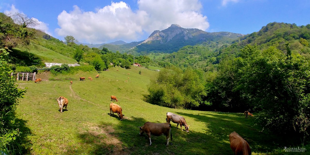 Ricardo_Laso's tweet photo. CONOCES "#ZUREA"...
EN EL #CONCEJO DE #LENA - #ASTURIAS
<< PINCHA ESTE ENLACE >>
https://t.co/7RhT6FQzz8 https://t.co/R0PrpeKeYa