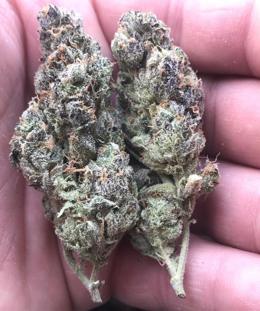 word_weed's tweet photo. Fresh and dank buds ready to be sent out ! Send your orders now and get hooked up #cannabis #StonerNation #STONER #Cannabis #legalizeit #weed #weedPosts #stonernation #Hightimes #Stonerthoughts #THCVibes420 #weedporn #weedpics #WeedTweets #LegalizeMarijuana @StonerNational π https://t.co/nm7ILZx1aJ