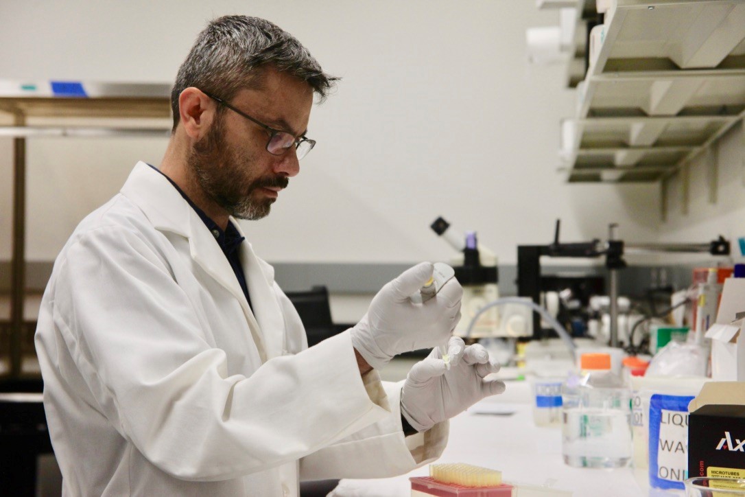 With > 482 chemicals in Cannabis, rapid testing is needed to identify pain controlling chemicals and combinations. Dr. Declan Ali from  @UAlberta is investigating pain control using a throughput zebrafish model.