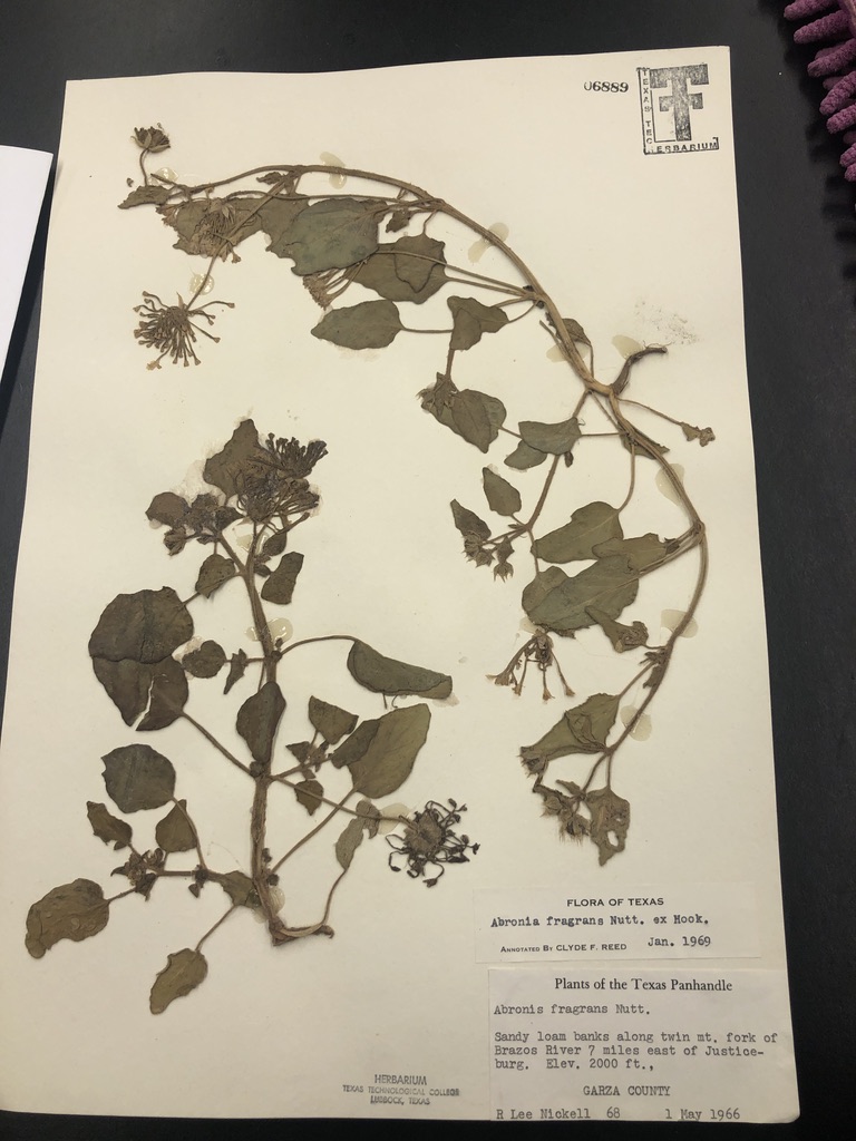 Our sequencing engaged outside collaborators. In one project, we received additional specimens/tissue/DNA of Abronia from  @Saab95adventure  @gypsumbotany and Sonia Nosratina. Students were excited to be part of a project that will produce publishable results!  #Botany2020