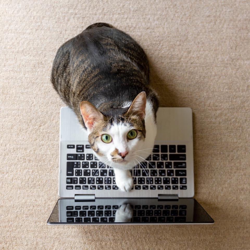 vetforcatsonly's tweet photo. Does your kitty have the need for a wellness visit or medical check-up for chronic conditions in the next couple of months? The current wait time for a wellness visit, vaccine visit or chronic condition monitoring visit is 3 to 4 weeks.  Please do not wait!  5616871188 https://t.co/mH2dUSeCLa