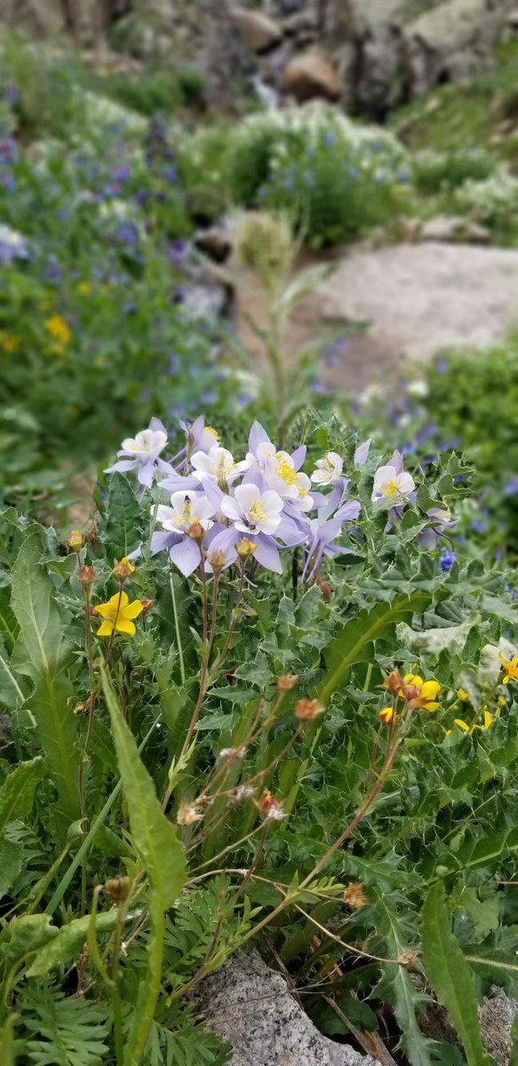 Arapahoe_Basin's tweet photo. Although, this past weekend was rainy it sure made the wild flowers pop! Do you know what flower this is? Hint: It's Coloradoโs state flower. #abasin #highalpineadventures #wildflowers https://t.co/PCo83BDnZx