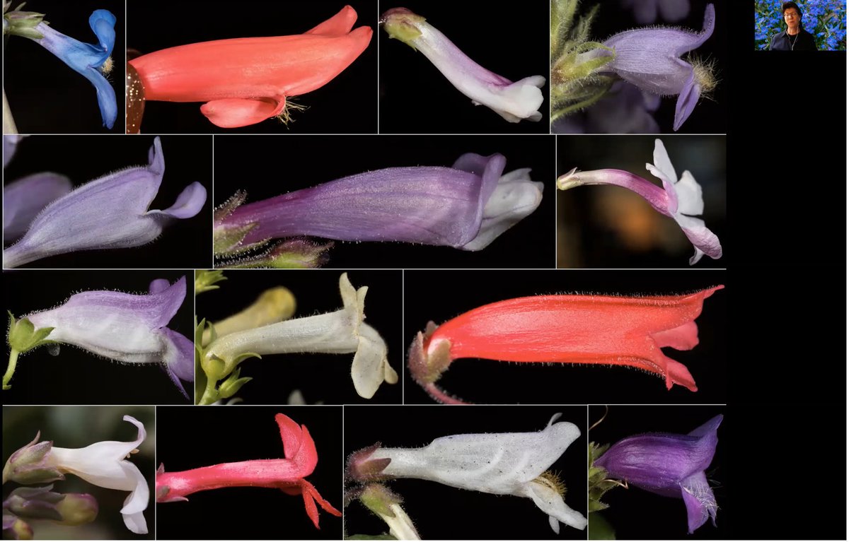 CommandoBotany's tweet photo. Serious eye-candy in @AndiWolfe's Penstemon biogeography presentation this morning! Beautiful! https://t.co/cm94oTCk5O