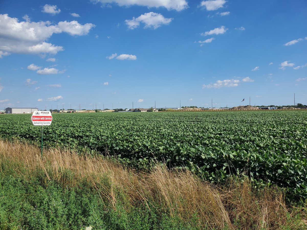 HomanSeed's tweet photo. Beautiful looking field of 2.1 Xtend soybeans planted with a Horsch Maestro planter on 30in rows from Paul Martin and Sons! https://t.co/HT7kdp3qxU