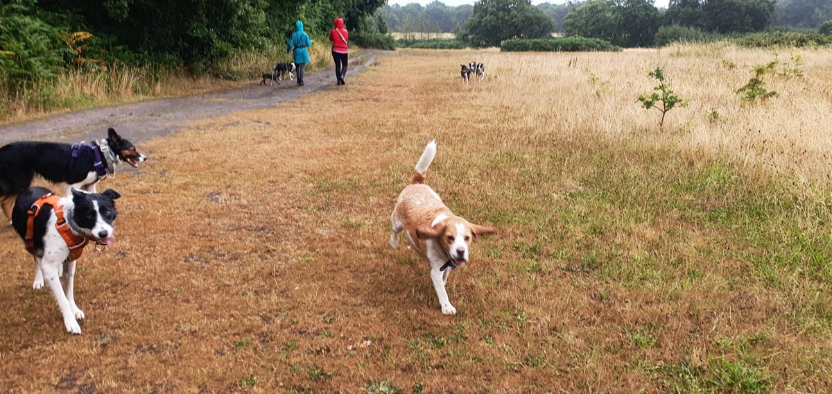 Fun with my mates🐶🐶🐶🐶🐶