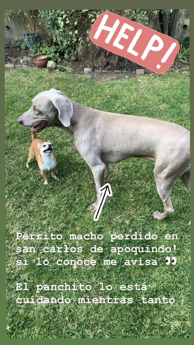 camivarelab's tweet image. @MascotDFLCondes @LCActivaPets @Muni_LasCondes @LavinJoaquin Weimaraner macho encontrado en San Carlos de Apoquindo! Favor difundir para encontrar a sus dueños!!