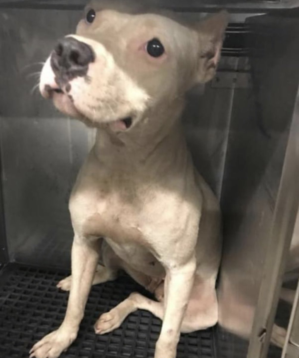 reddogsusie's tweet image. #TN #MEMPHIS
🆘🆘CODE RED Fannie 2yo hw- VERY KENNEL STRESSED - needs covered kennel! Fannie is a v.sweet girl but not enjoying kennel life! She needs 2get out of this environment fast!! #ADOPT #PLEDGE #FOSTER #RESCUE #MASA79 PLS HELP BEFORE ITS TOO LATE 
facebook.com/18216482414803…