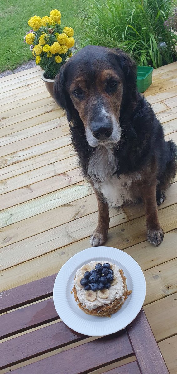 Today I celebrated Basses 8th birthday. Made a dog cake.  Oh and we got engaged 💍