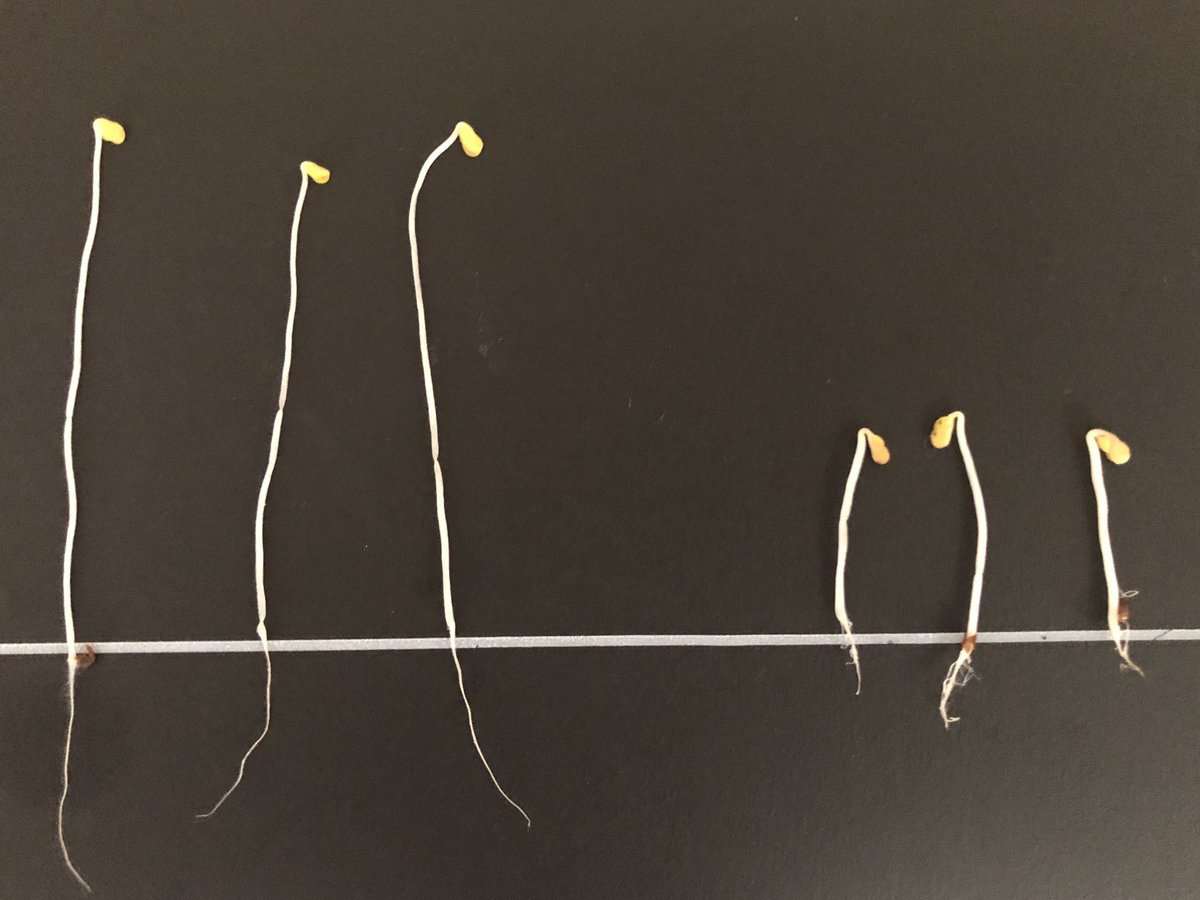 Master4Colin's tweet photo. Same seed size, yet different seed vigor levels? Bigger may not always be better. Aim of new @theGRDC project is to evaluate key seed traits to improve seed vigor, and develop a specific agronomy package for canola OP seed retention blocks #seedcrops https://t.co/i9cV3u8dcU