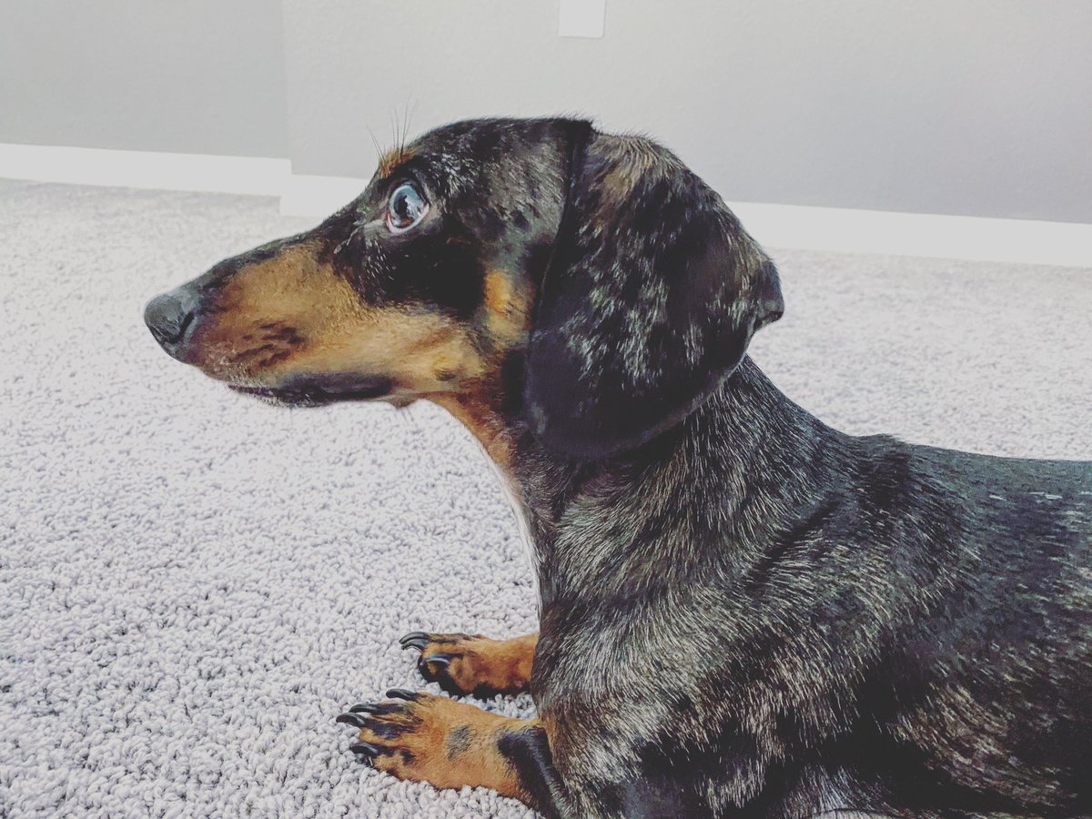 TLDibi's tweet photo. @jamessmurray I loved you on @kaitlynbristowe podcast. I love you so much I named my puppy after you !!! https://t.co/236cnX91DG