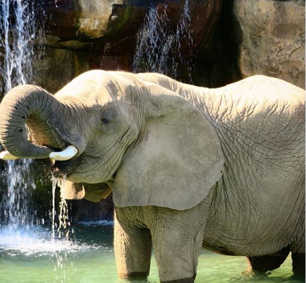 The <a href="/IndianapolisZoo/">Indianapolis Zoo</a> is one of our favorite Zoos. But part of what makes this zoo so great is the interactive opportunities for guests the zoo provides. Here are some thoughts on visiting the Indianapolis Zoo while trying to practice social distancing.
zoowithus.com/2020/07/21/vis…