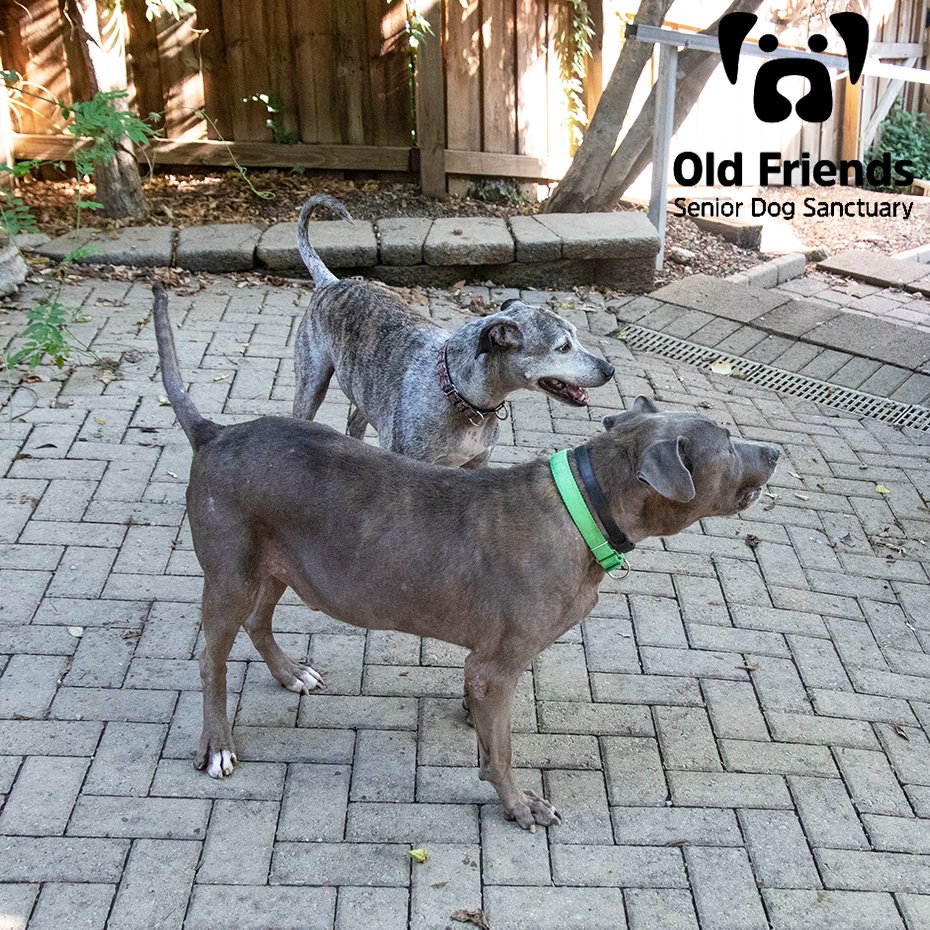 oldfriendssds's tweet photo. "Do you see what I see Tank? That's a food truck!"- Daisy Mae
#ofsds #ofsdsdaisymae #ofsdstank #seniordogs #ofsdsdinnertime https://t.co/usi7hAgBgM