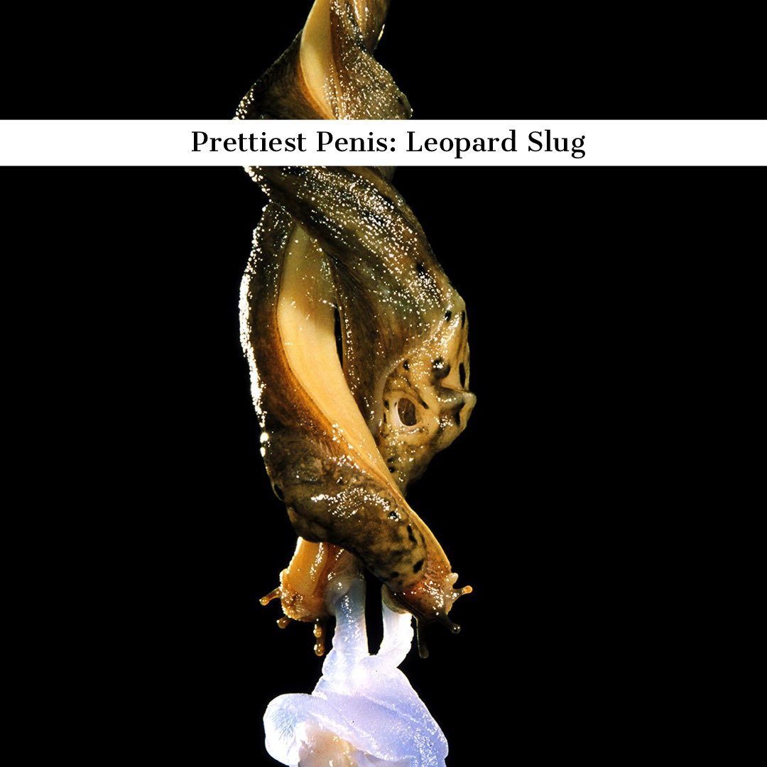 Faunacation Podcast on X: The Prettiest Penis: the Leopard Slug  t.coJhG7cLUdve  X