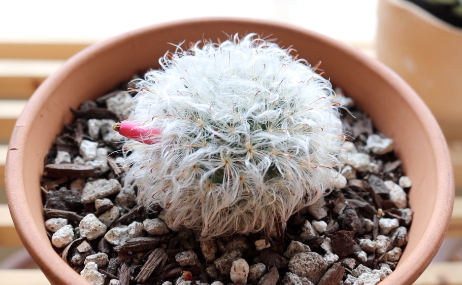 Getting ready for a new plant series on succulents, cactus &amp; tropicals. I was filming on the patio today and went inside to answer my phone, came back out 15 minutes later and a squirrel had stolen almost all of my cactus seed pods. It left one for me. #cactus #tucson