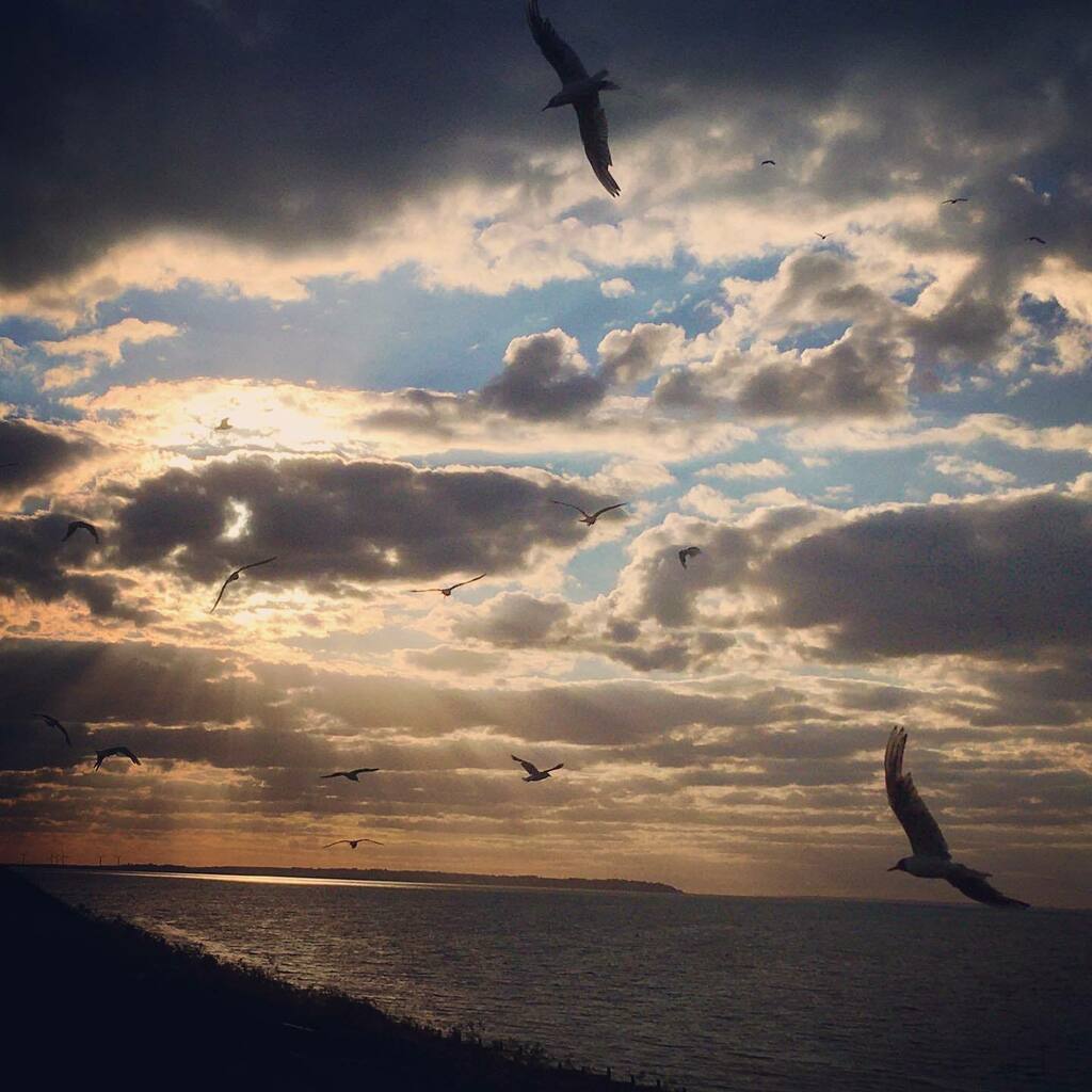 mi55isles's tweet photo. #seagulls #seagull #seagullsofinstagram #skyline #sky #sunset #sunsets #sunsets_captures #sunsetphotography #sunsetlovers #sunset_pics #whitstable #whitstablebeach #stravaigsandsummits #shotoniphone #iphonese #clouds #cloudscape #cloud #igerskent #ig_cap… https://t.co/ZqmU1MblBu https://t.co/YqzbMD1Njt