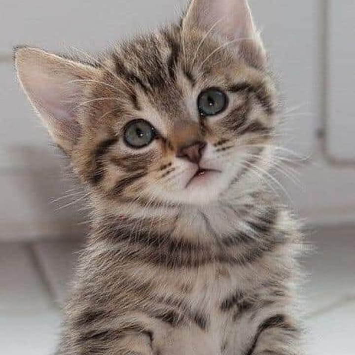 SamahirKhan4's tweet photo. Who the hell can hurt this kind of innocent faces 🙄🙄 are you really اشرق المخلوقات.. You can't hear a pain and can't understand #meow but allah can.. He's watching each &amp; everything.. This kind of persons should punish very strictly
#prison_for_the_cat_killers
@AseefaBZ https://t.co/jGJFCTCQyS