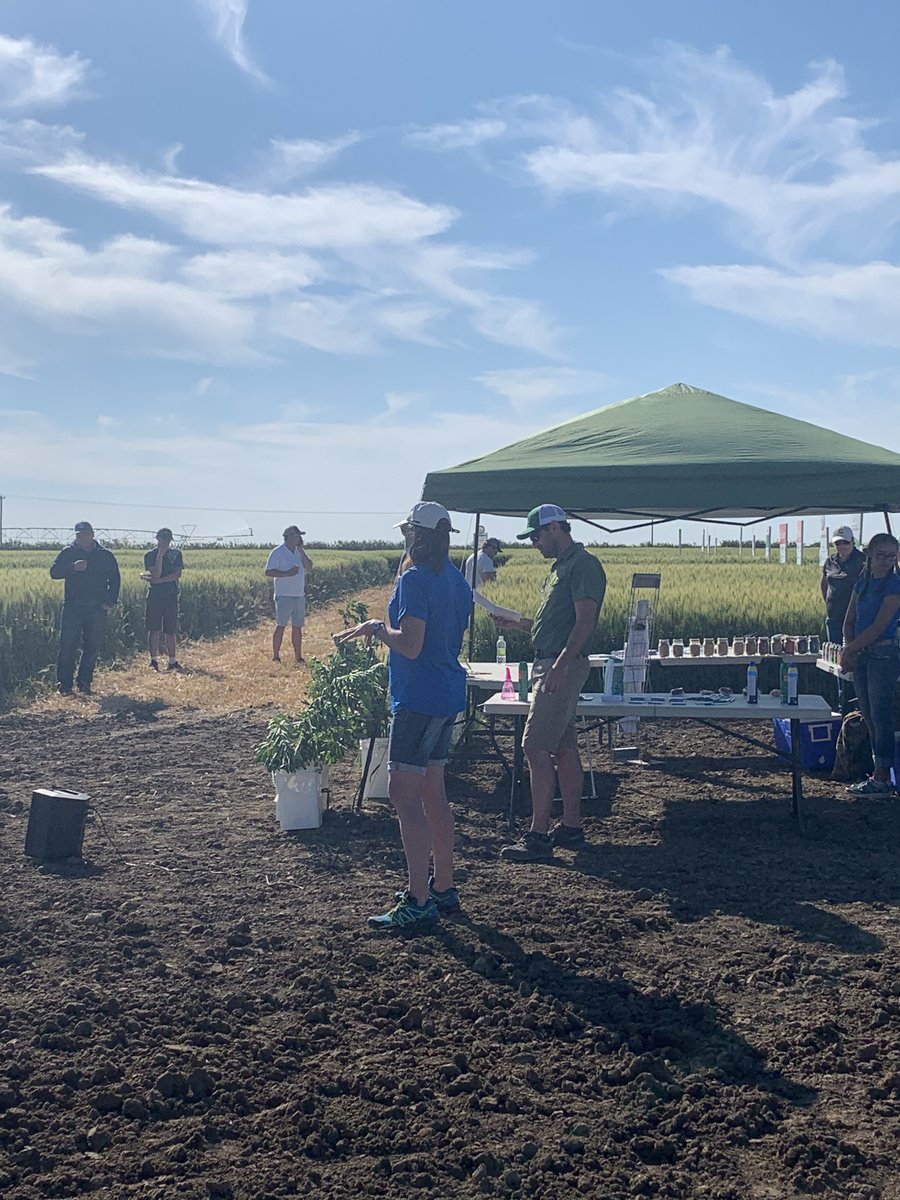 FPGenetics's tweet photo. @Stampseeds #AACViewfield #CDCLandmarkVB #newbarley https://t.co/Zylax6GT0I