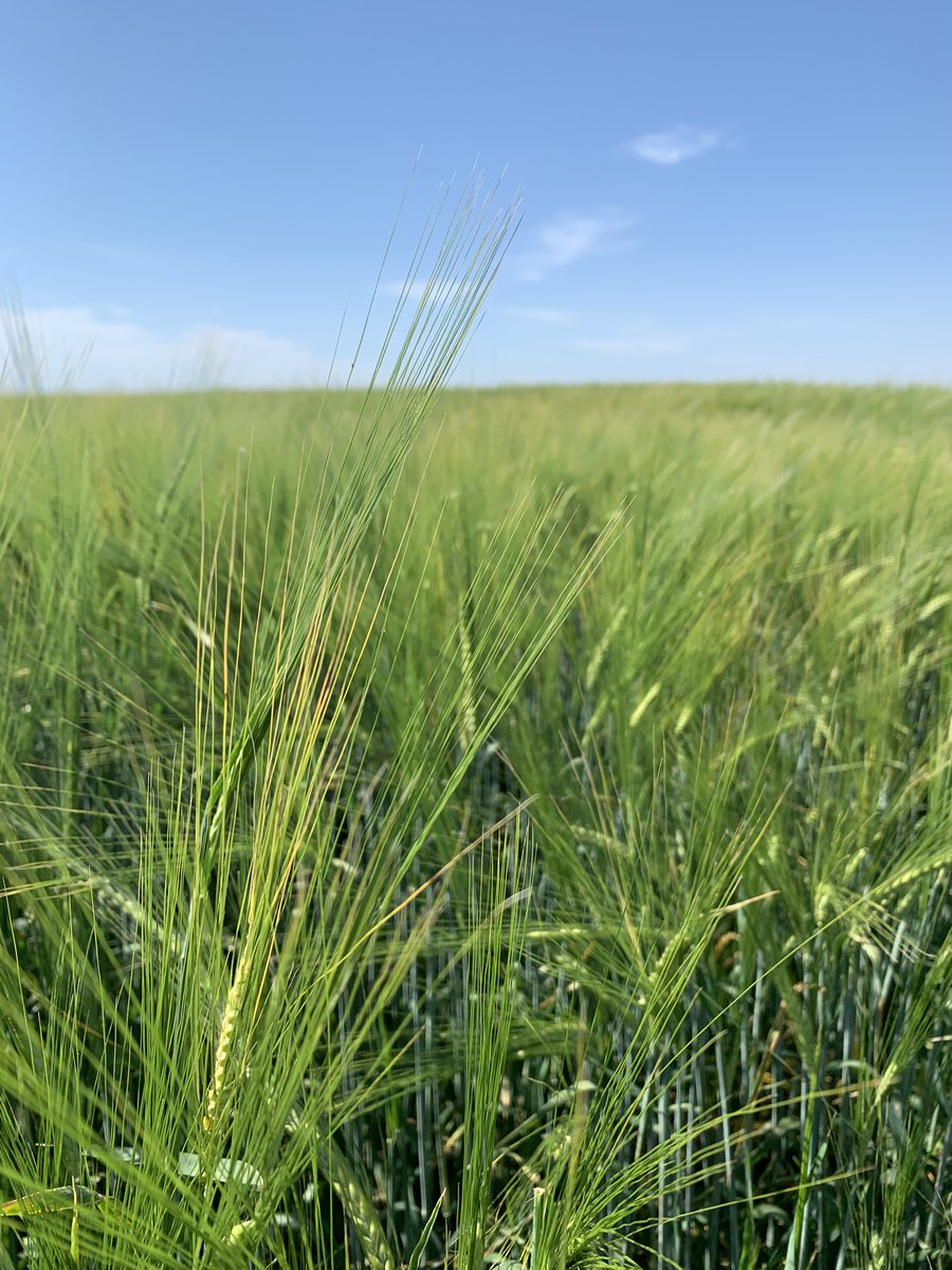 FPGenetics's tweet photo. @Stampseeds #AACViewfield #CDCLandmarkVB #newbarley https://t.co/Zylax6GT0I