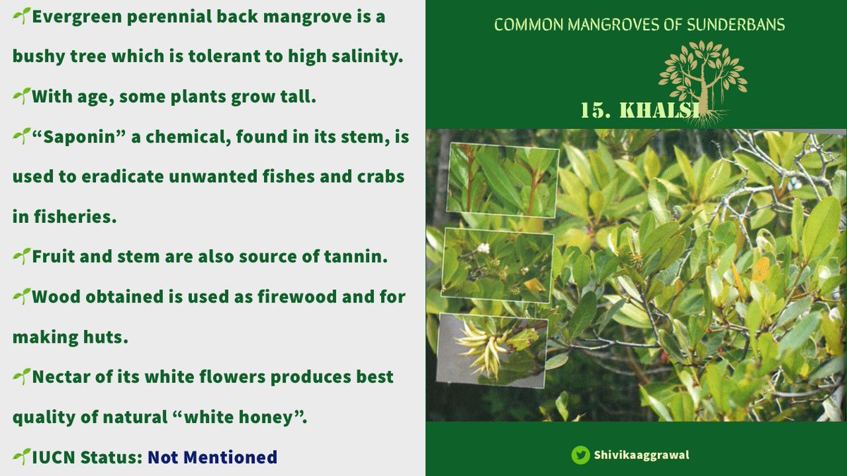 𝐊𝐇𝐀𝐋𝐒𝐈Also called Black mangrove, River mangrove, & Goat's horn mangrove.Also, Khalsi (Bengali) translates to “redemption”. This may have association with toxic chemical saponin found in tree which is used in fisheries to clear out unwanted fishes & crabs.