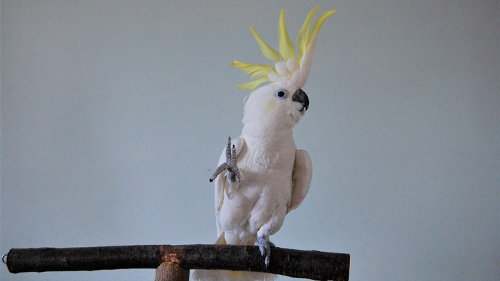 TDN_PodCast's tweet photo. Checkout our weekly blog post:
Understanding roots of human musical intelligence.
https://t.co/UFOkk05z02
#extrasensoryperception #AnimalCrossingNewHorizions  #birdsmusic #birdsdancingtomusic #snowballdance #batssinging #musicalabilities #humanbehavior #birdsofparadise #music https://t.co/QgCwteaWgM