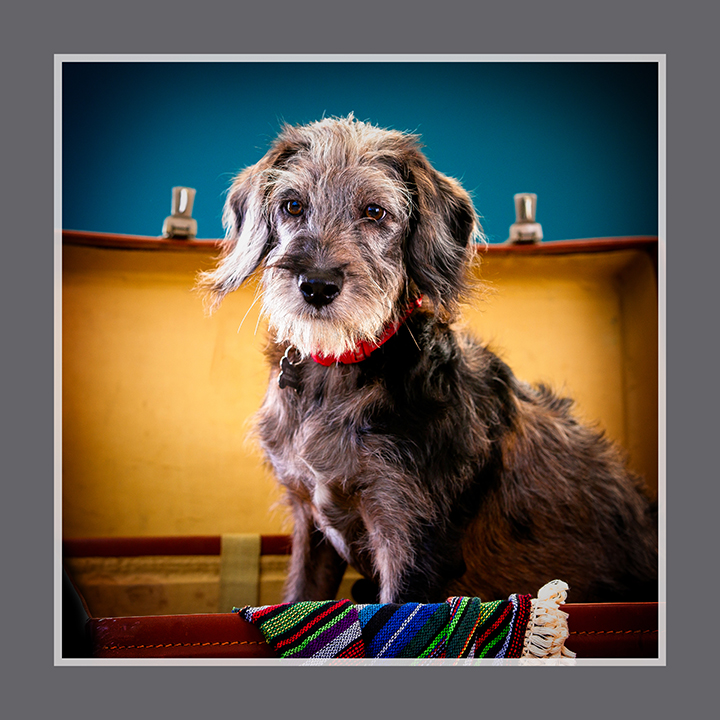 Merlin came in for his Dog Show winners shoot. What a star... I loved his shaggy coat under the lights.....! #dogs #dogsofinstagram #dogsitting #cutedogs #bulldogsofinstagram #dogscorner #ilovedogs