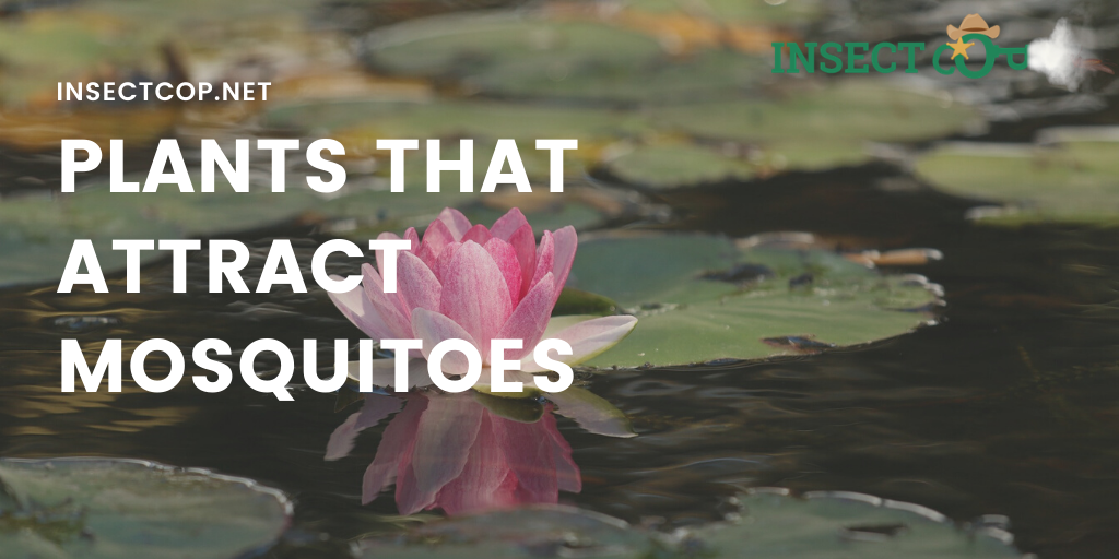 InsectCop's tweet photo. While some plants keep mosquitoes away, there are also many doing the opposite... Some actually attract insects such as mosquitoes. For obvious reasons, knowing which ones might be useful!
https://t.co/J6f7E5FxHD 😉👈
#InsectCop #mosquitoes #mosquitofacts #mosquitocontrol https://t.co/9HlDhmSiOZ