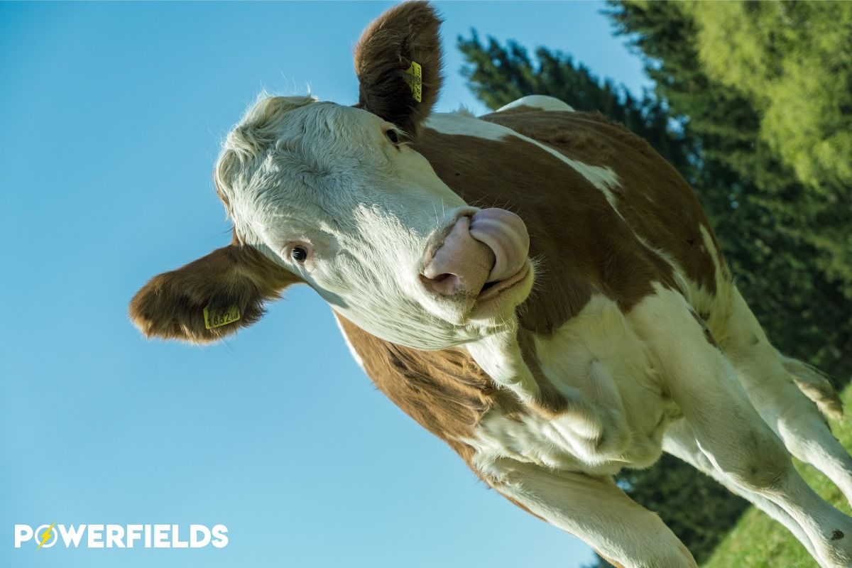 PowerfieldsTwit's tweet image. #TongueOutTuesday Who else is enjoying these blue skies?
#Powerfields