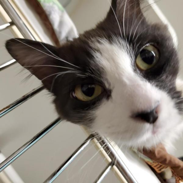 HAVLV's tweet photo. Visit Sugarplum Parfait Poof (yes, that's his name) and other sweet kitties at our adoption center at 1750 S Rainbow Blvd #4 #AdoptDontShop #AdoptMe #Kittens #HeartsAliveVillage #AdoptionIsLove https://t.co/Gk0sVWlOcb
