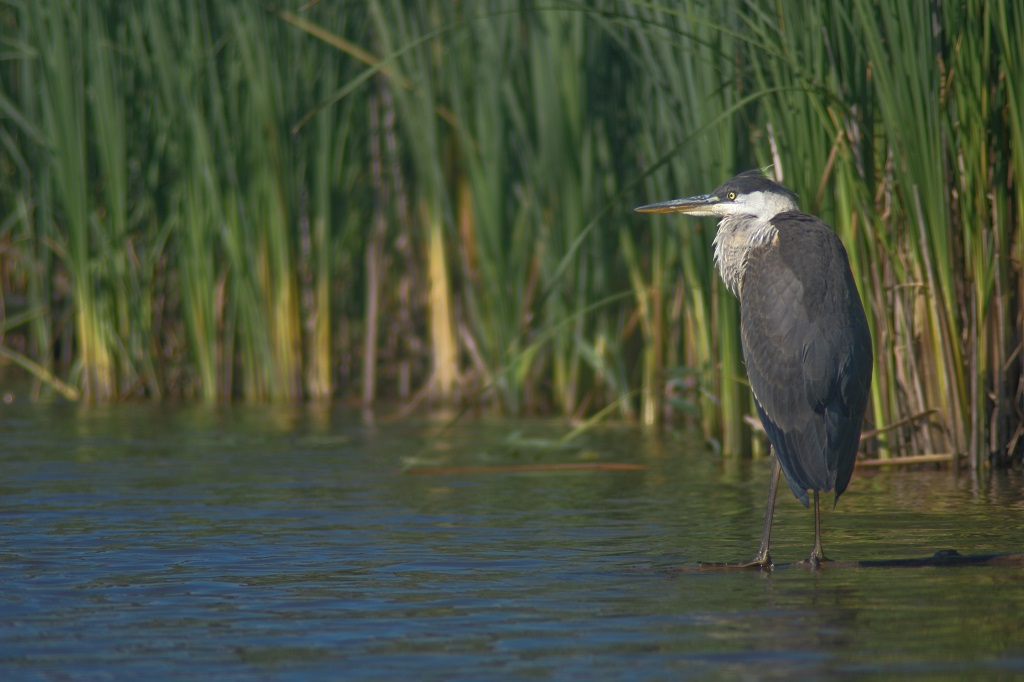 conont's tweet photo. Today is #WorldConservationDay!
.@conont represents Ontario's 36 Conservation Authorities, which are mandated to ensure the #conservation, restoration and responsible management of Ontario's water, land and natural habitats through programs that balance human, enviro &amp; eco needs. https://t.co/pGBrUivaNw