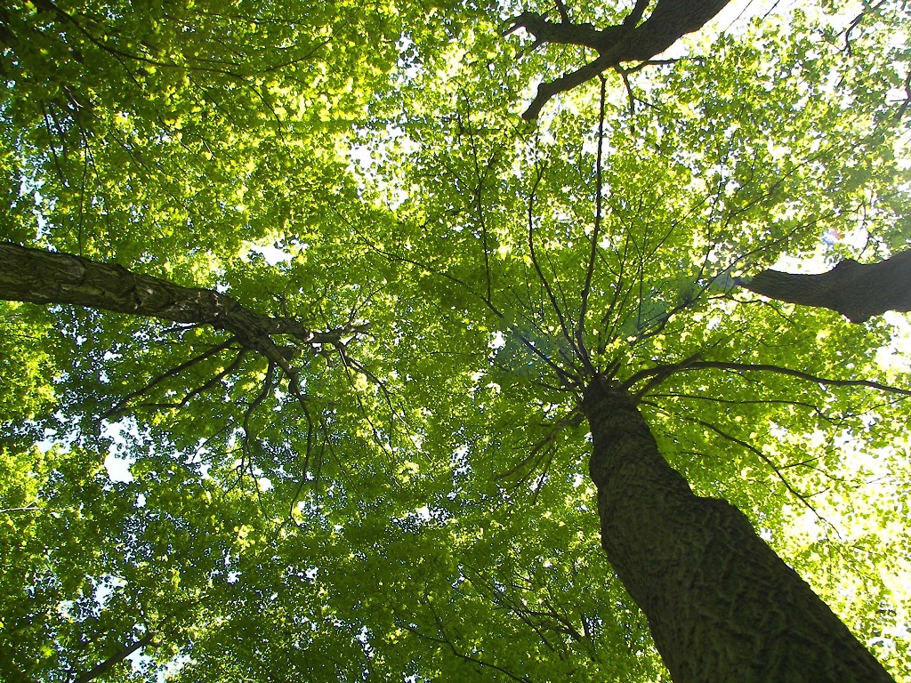 conont's tweet photo. Today is #WorldConservationDay!
.@conont represents Ontario's 36 Conservation Authorities, which are mandated to ensure the #conservation, restoration and responsible management of Ontario's water, land and natural habitats through programs that balance human, enviro &amp; eco needs. https://t.co/pGBrUivaNw
