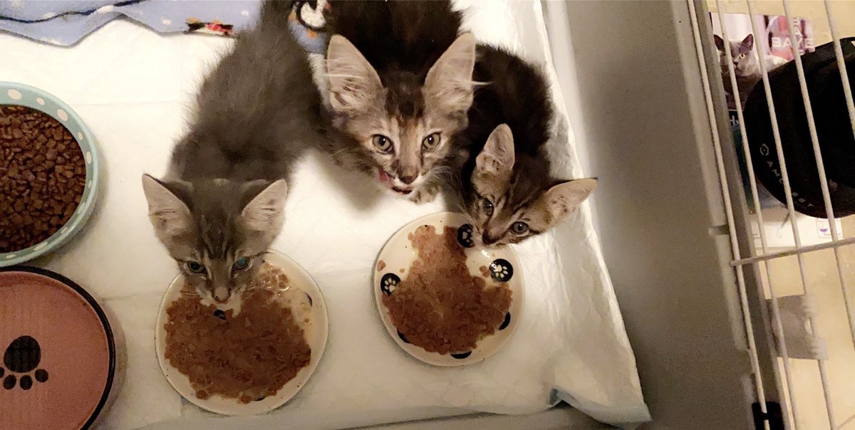 Good morning from Bubble, Ante and Trip. We are eating like champs! 😻 #fosteringsaveslives #fosterkittens #fosterkittensofinstagram #foster