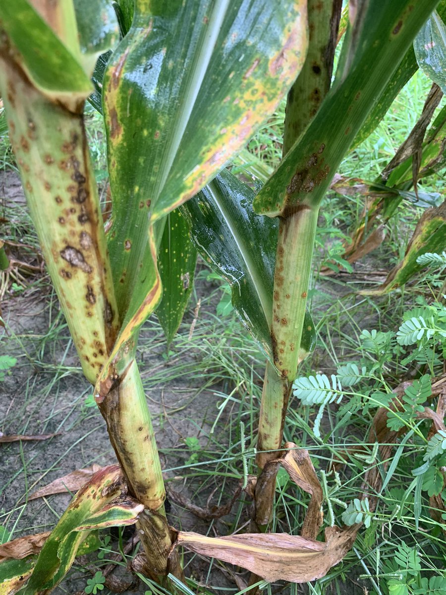 Left treated right untreated.  From southern corn rust trial in Attapulgus, GA.  Single fungicide app late tassel stage.  More interesting than differences of rust on leaves are differences in rust on stalks from treated and untreated plots. Stalk integrity is critical.  UGA Ext.