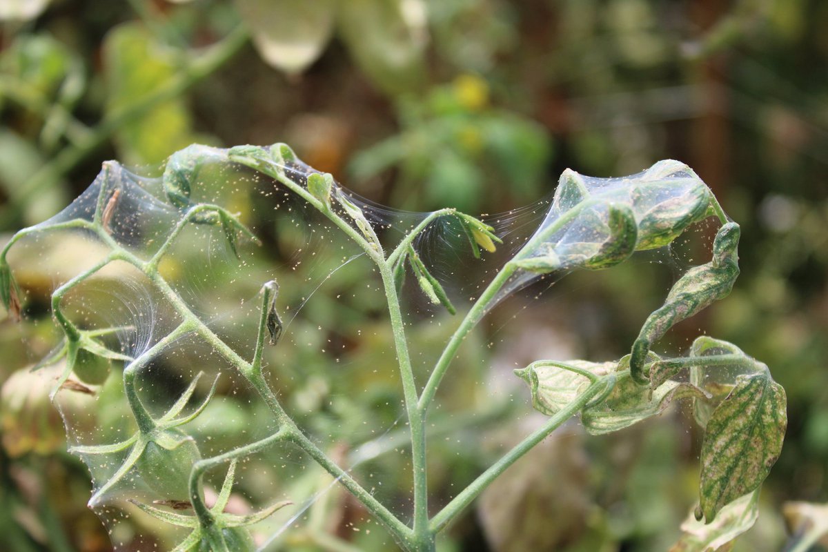 Penn State Extension Veggies, Berries, Mushrooms tweet media