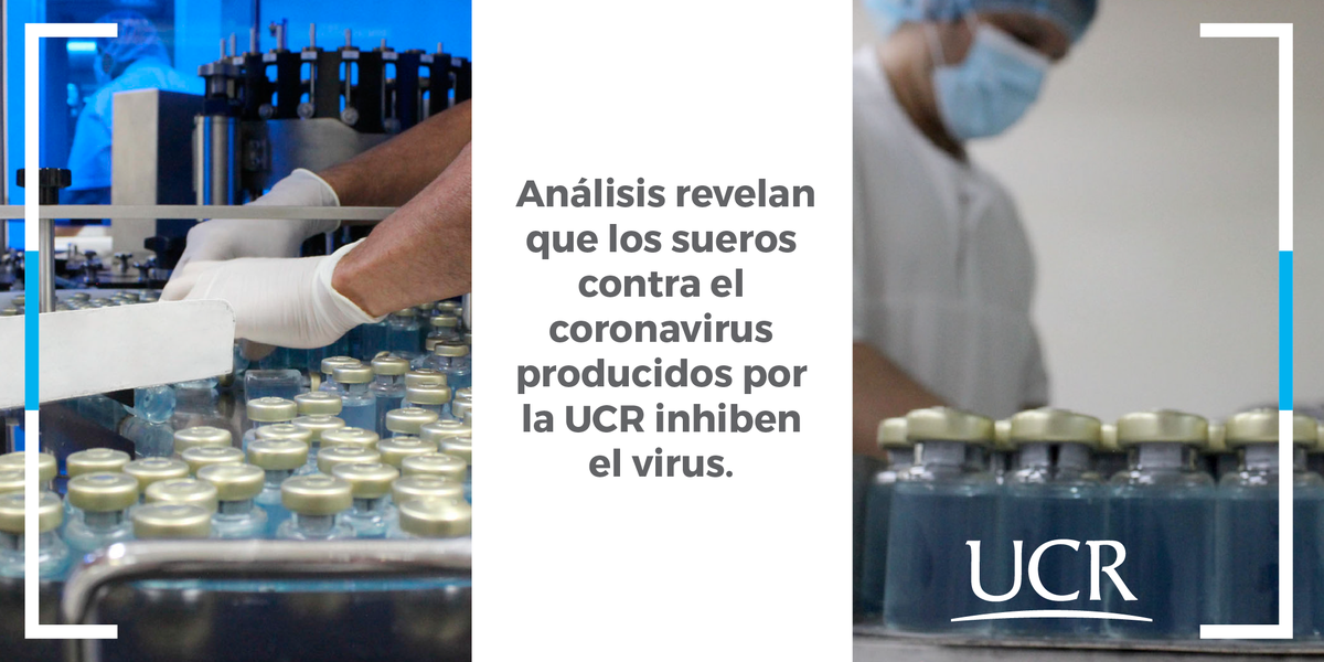 Las formulaciones de anticuerpos equinos preparadas por el ICP de UCR son capaces de inhibir la capacidad infecciosa del SARS-CoV-2, virus que produce la enfermedad del COVID-19. Así lo revelaron los resultados de las pruebas realizadas en Estados Unidos.
ucr.cr/r/iO55