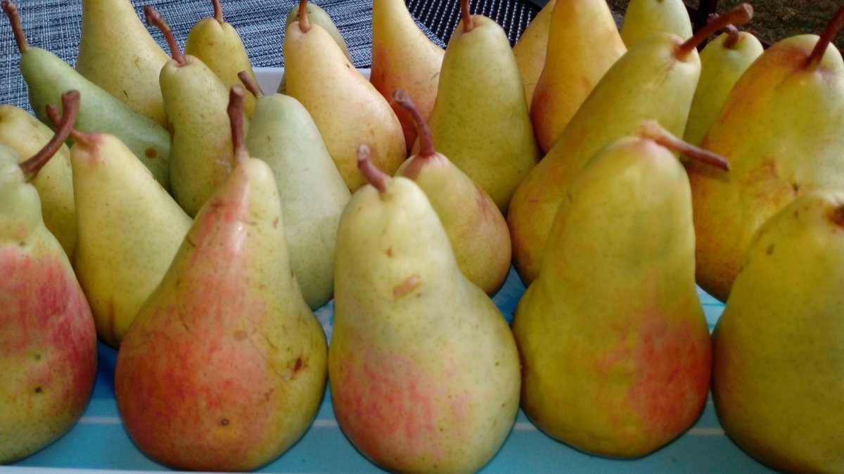 Negra972's tweet photo. #theview #organicfruits #mypear #onlinečurl https://t.co/imdbNXdF7b