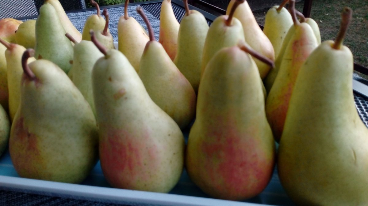 Negra972's tweet photo. #theview #organicfruits #mypear #onlinečurl https://t.co/imdbNXdF7b