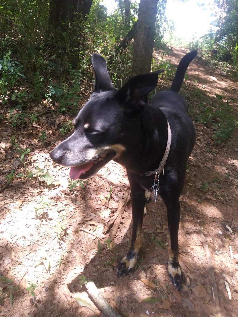 Hudson is a Dog tweet media