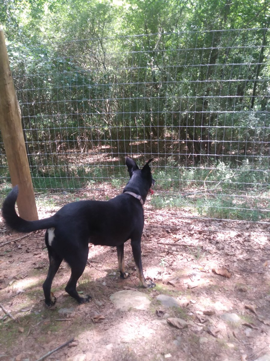 Hudson is a Dog tweet media