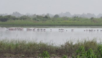 sylayesy's tweet photo. Les #lacs du #Sénégal : #lac_de_Guier #lac_Recba et #lac_Tanma. Le dernier(lac Tanma) s'est tari à cause de la #sécheresse. Jadis très abondant et poissonneux, il était 1richesse pour les populations de #DIENDER, #NOTO et #MONT_ROLAND
@Macky_Sall @aliounetine16 @elhadjkasse https://t.co/W4sazAmitX