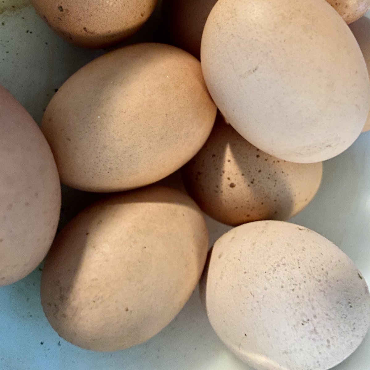 DACymru's tweet photo. BORED OF ZOOM?? That’s because you haven’t seen an egg being augmented live on Zoom (as long as Ingrid Murphy’s chickens lay an egg before 4pm) Book: https://t.co/6sTKuHXnTP #EndAblism #CripTheTech https://t.co/6WPNIFPvyz