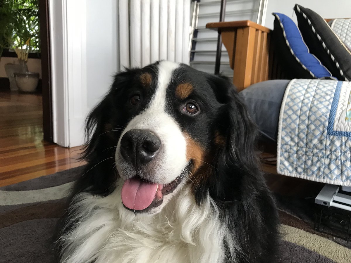 bernesebauer's tweet photo. Ready for your daily #cute? https://t.co/ZyYUQbQiEQ