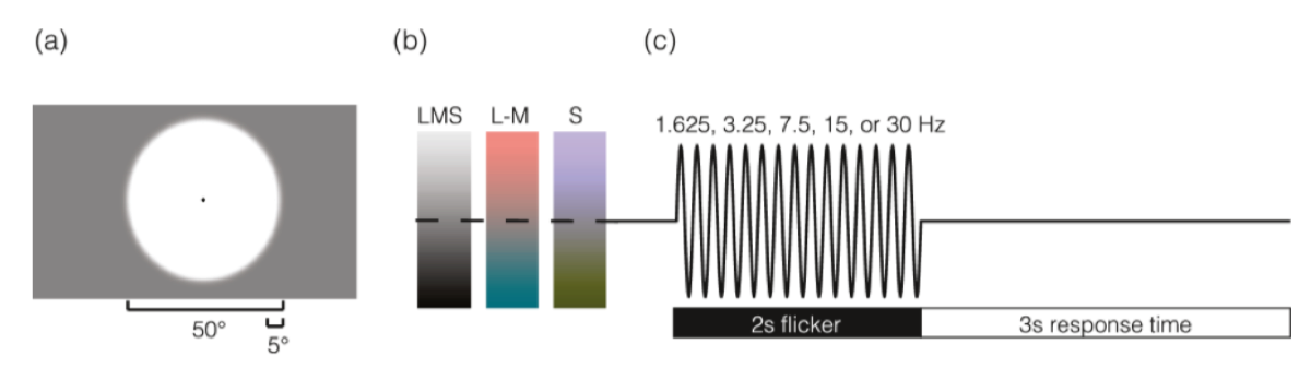 ARVOJOV's tweet image. New @ARVOJOV: &quot;A neural correlate of visual discomfort from flicker.&quot;

Read the full article for free: tinyurl.com/y4o3wmah 
@ChildrensPhila @PennNeurology #visualstress #SpotlightOnJOV #OpenAccess